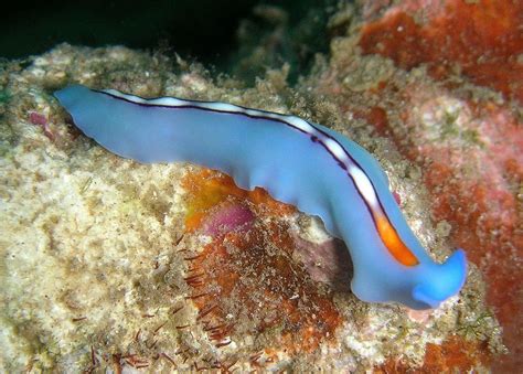  Klunkerborneria, Tiny Flatworms That Thrive in Silence!