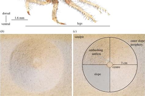  Nurtiphagus! This Blind Hunter Relies on its Thousands of Legs for Movement and Prey Capture