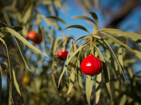  Quandong!  Do you know about the Quandong with its Hundreds of Legs