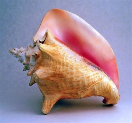  Queen Conch!  A Rare Seashell Dweller Hiding Treasures Within Its Spiral Castle