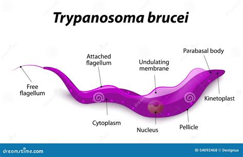  Trypanosoma: 이 독특한 편모충은 어떻게 살아남을까요?