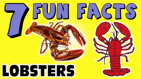  European Lobster: 알아두면 재미있는 겉까치로 덮인 해양의 군주!