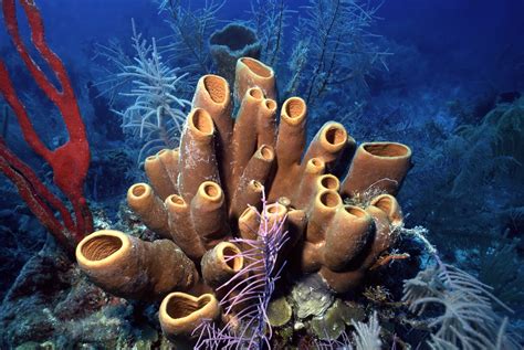   Micronesian Sponge: A Hidden Treasure of Colorful Encrustation on Tropical Reefs!